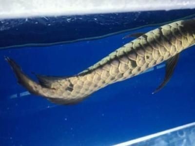 虎魚混養行為異常判斷，如何判斷虎魚混養行為異常