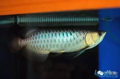 龍魚中毒怎么治療最好 龍魚中毒怎么治療最好 龍魚百科 第3張