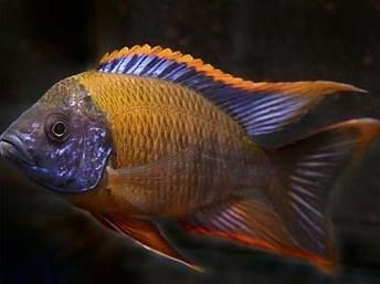 坦湖魚類適應性特征的演化過程，坦湖魚類的適應性特征演化過程