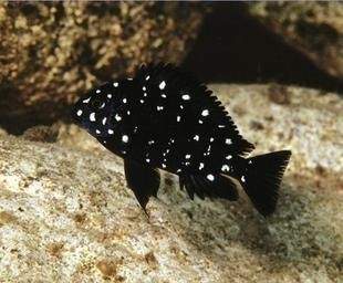 坦湖魚類適應性特征的演化過程，坦湖魚類的適應性特征演化過程