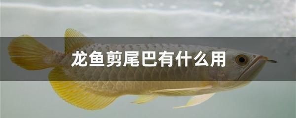 如何選擇適合虎魚的燈具,選擇適合虎魚的燈具需要考慮哪些因素 虎魚百科 第5張 如何選擇適合虎魚的燈具,選擇適合虎魚的燈具需要考慮哪些因素 如何選擇適合虎魚的燈具,選擇適合虎魚的燈具需要考慮哪些因素 虎魚百科 第5張
