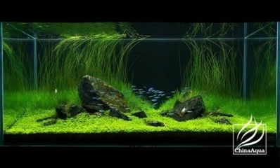 拱橋魚缸造景圖對不起，我可以為您提供一些關于拱橋魚缸造景圖：如何在家中創造一個令人贊嘆的夢幻魚缸？