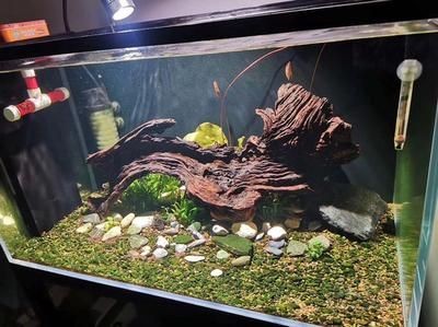 拱橋魚缸造景圖對不起，我可以為您提供一些關于拱橋魚缸造景圖：如何在家中創造一個令人贊嘆的夢幻魚缸？