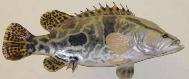 印尼四紋虎魚夜行習性解析，印尼四紋虎魚夜行習性對繁殖影響，如何觀察四紋虎魚夜行動作