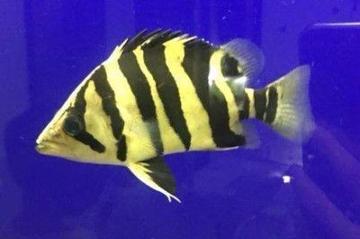 四紋虎魚高溫生存極限，四紋虎魚的高溫生存極限以及適宜水溫范圍