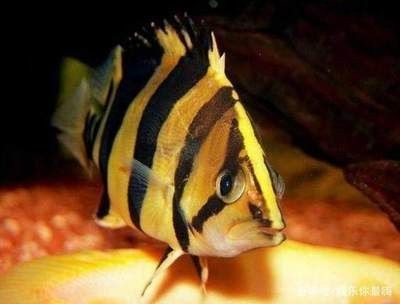 虎魚飼料訓餌技巧，虎魚訓餌技巧 虎魚飼料訓餌技巧，虎魚訓餌技巧 虎魚百科 第4張