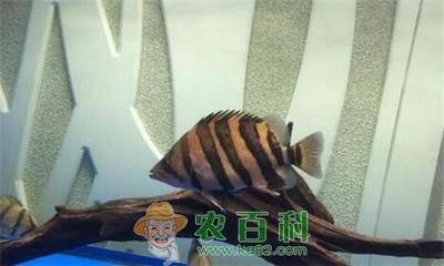 虎魚飼料訓餌技巧，虎魚訓餌技巧 虎魚飼料訓餌技巧，虎魚訓餌技巧 虎魚百科 第5張