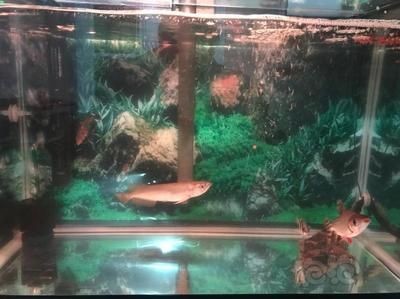 黃金河虎魚混養缸體要求，黃金河虎魚混養缸體的要求由于其體型龐大，成年后可達120厘米 黃金河虎魚混養缸體要求，黃金河虎魚混養缸體的要求由于其體型龐大，成年后可達120厘米 虎魚百科 第2張