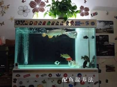黃金河虎魚混養缸體要求，黃金河虎魚混養缸體的要求由于其體型龐大，成年后可達120厘米 黃金河虎魚混養缸體要求，黃金河虎魚混養缸體的要求由于其體型龐大，成年后可達120厘米 虎魚百科 第3張