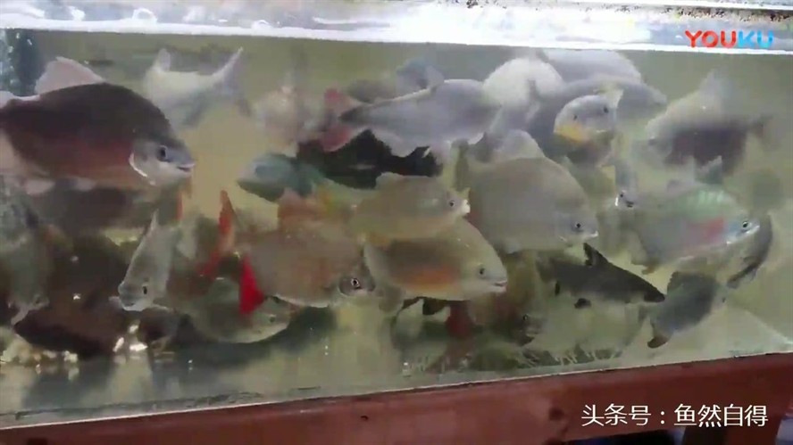 虎紋銀板魚飼養密度標準，虎紋銀板魚飼養密度標準探索適宜養殖環境與密度