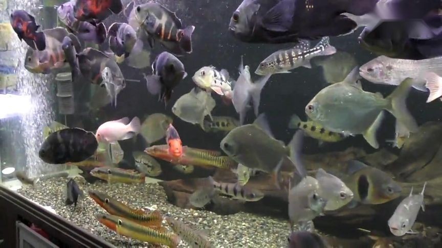 虎紋銀板魚飼養密度標準，虎紋銀板魚飼養密度標準探索適宜養殖環境與密度