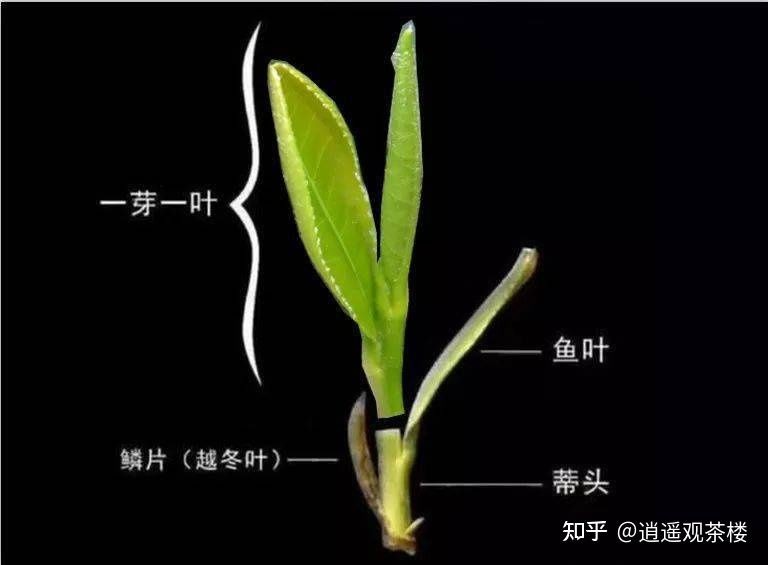 紅茶茶葉可以倒入魚缸里嗎：普洱茶養魚好嗎紅茶茶葉可以倒在魚缸里嗎