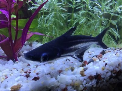 黑魚的飼養方法：黑魚在魚缸中的飼養技巧