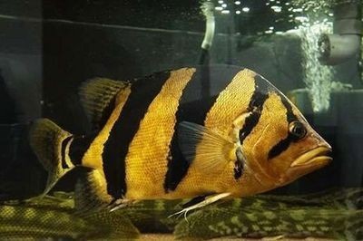 泰國虎魚繁殖環境模擬，如何模擬泰國虎魚的繁殖環境