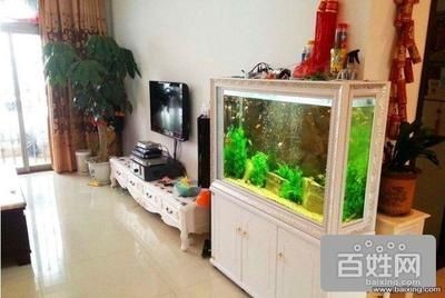 描寫銀龍魚的作文（描寫銀龍魚的作文400字） 描寫銀龍魚的作文（描寫銀龍魚的作文400字） 銀龍魚百科