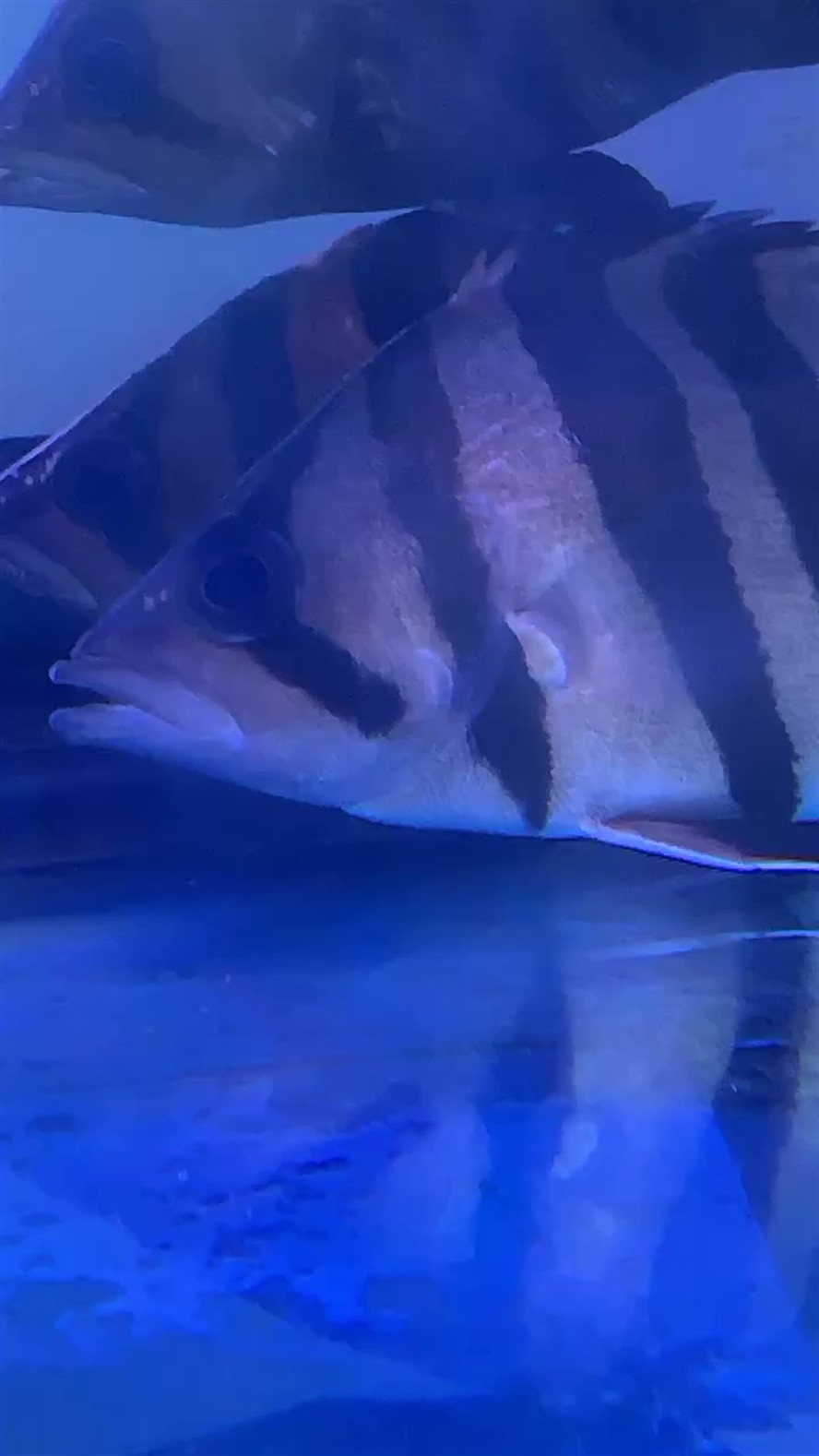 這個虎魚這樣呼吸10幾天了
