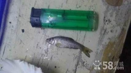 龍魚把飼料嚼碎吐出來會死嗎為什么 龍魚把飼料嚼碎吐出來會死嗎為什么 龍魚百科 第2張
