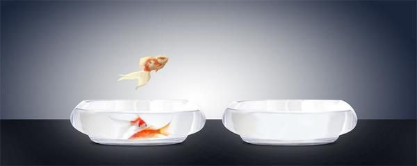 黑色的魚缸可以影響魚類的體色嗎？：如何通過環境設置影響魚的體色