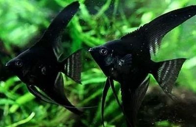黑色的魚缸可以影響魚類的體色嗎？：如何通過環境設置影響魚的體色