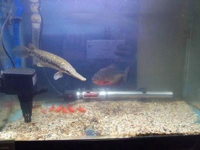 三紋虎魚水溫調節方法，三紋虎魚最佳養殖水環境,如何監測三紋虎魚水溫控制 三紋虎魚水溫調節方法，三紋虎魚最佳養殖水環境,如何監測三紋虎魚水溫控制 虎魚百科 第4張