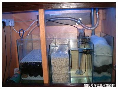 銀龍魚市場價(jià)多少一斤（銀龍魚市場價(jià)多少一斤啊）