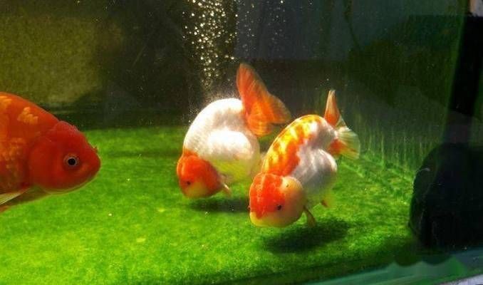 金龍魚頭高尾低什么原因