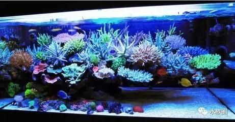 選擇海缸需要考慮多個因素，選擇合適的魚缸材質(zhì)和尺寸：如何打造一個完美的海缸