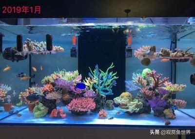 選擇海缸需要考慮多個因素，選擇合適的魚缸材質(zhì)和尺寸：如何打造一個完美的海缸
