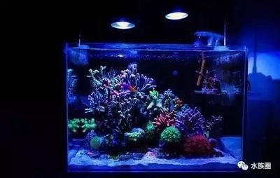選擇海缸需要考慮多個因素，選擇合適的魚缸材質(zhì)和尺寸：如何打造一個完美的海缸