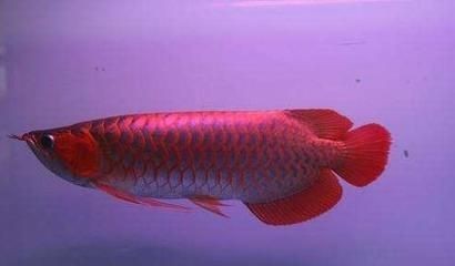 養龍魚的老孫子是誰啊