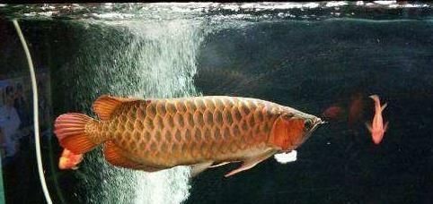 養龍魚的老孫子是誰啊