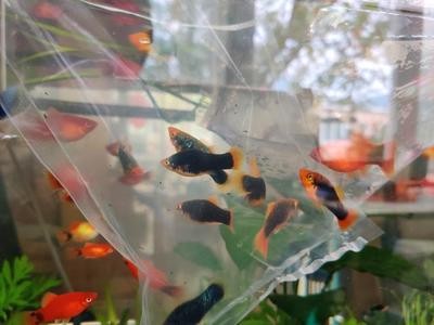 濱海開發區龍興森森水族館（濱海開發區龍興森森水族館電話）