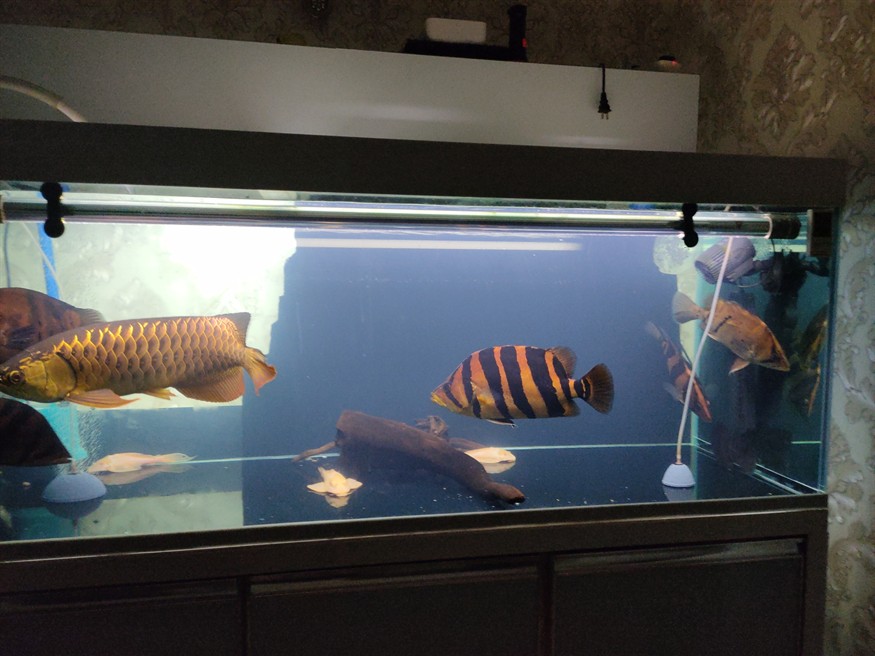虎虎魚圈 虎魚百科 第1張 虎虎魚圈 虎虎魚圈 虎魚百科 第1張