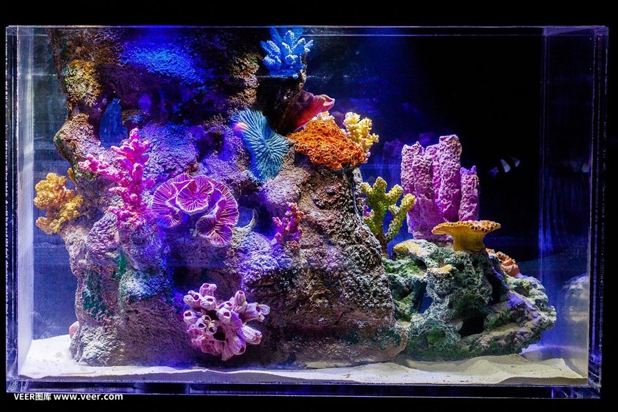 方形魚缸造景技巧：方形魚缸海洋造景技巧 方形魚缸造景技巧：方形魚缸海洋造景技巧 魚缸百科 第1張