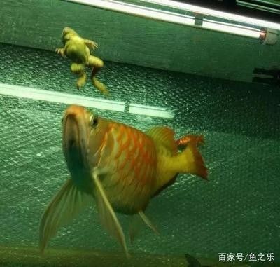 龍魚(yú)開(kāi)燈不愛(ài)游動(dòng)怎么回事 龍魚(yú)開(kāi)燈不愛(ài)游動(dòng)怎么回事 龍魚(yú)百科 第1張