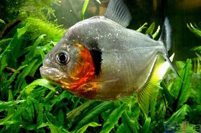 虎魚品種鑒別技巧，如何辨別七間印尼虎魚與印尼虎魚的區別，新幾內亞虎魚的區別