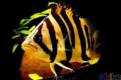 虎魚品種鑒別技巧，如何辨別七間印尼虎魚與印尼虎魚的區別，新幾內亞虎魚的區別
