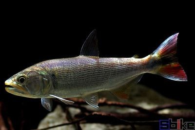 虎魚品種鑒別技巧，如何辨別七間印尼虎魚與印尼虎魚的區別，新幾內亞虎魚的區別