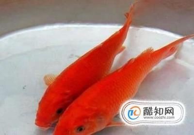 魚缸腥味大的原因及解決方案：魚缸腥味大怎么辦