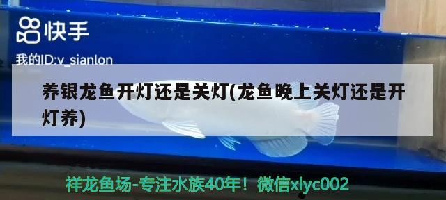 養銀龍魚開燈還是關燈(龍魚晚上關燈還是開燈養) 養銀龍魚開燈還是關燈(龍魚晚上關燈還是開燈養) 銀龍魚百科