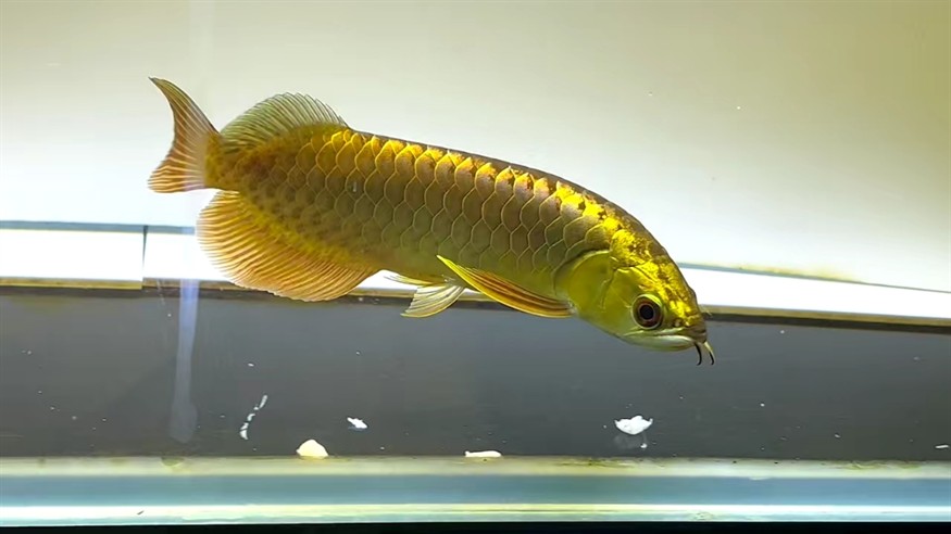 30公分銀龍魚吃多少長得快（30厘米銀龍魚吃多少只小魚）