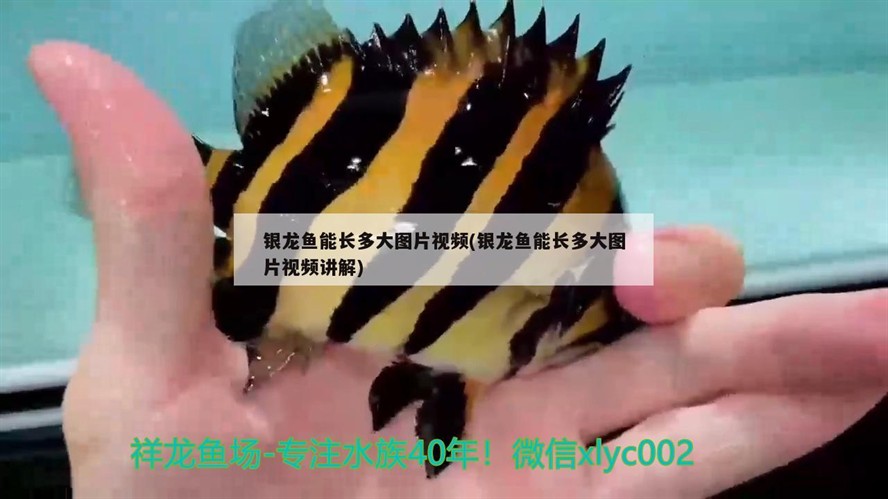 銀龍魚能長多大圖片視頻(銀龍魚能長多大圖片視頻講解)