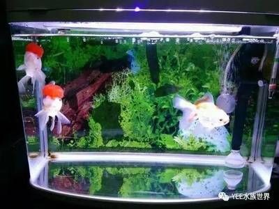 黃粉魚缸疾病防治全攻略除了黃粉之外還有哪些方法：魚缸疾病防治全攻略