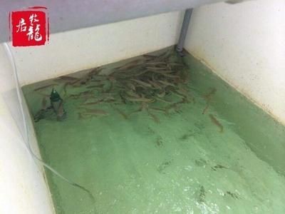 養龍魚要怎樣調水質才好