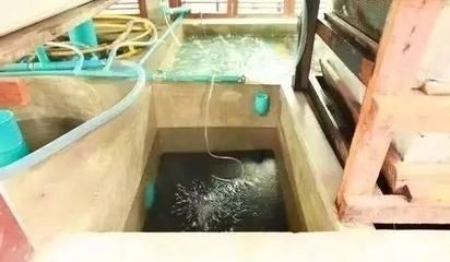 養龍魚要怎樣調水質才好