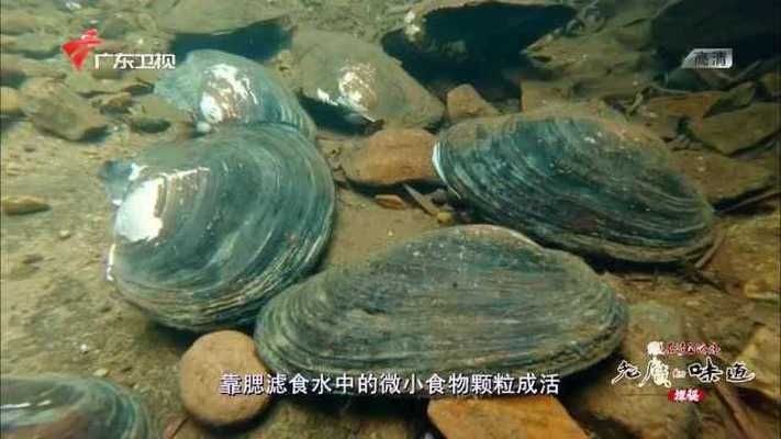 如果您將河蚌放入魚缸中，而不提供泥沙環(huán)境，那么河蚌可能無法生存：如果您將河蚌放入魚缸中而不提供泥沙環(huán)境，那么河蚌可能無法生存