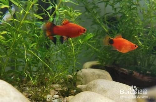 魚缸養(yǎng)什么魚好玩，熱帶魚缸布置技巧分享如何防治魚缸常見疾病