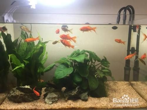 魚缸養(yǎng)什么魚好玩，熱帶魚缸布置技巧分享如何防治魚缸常見疾病