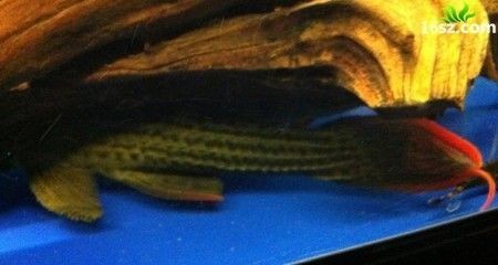 龍魚(yú)三天不喂會(huì)餓死嗎為什么