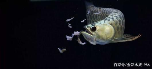 龍魚到新環境不吃東西